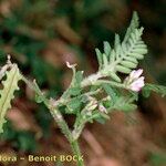 Astragalus pelecinus Sonstige