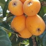 Eriobotrya japonica Mbuma