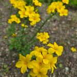 Linum flavum Flower