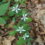 Rubus argutusCvet