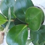 Peperomia magnoliifolia Лист