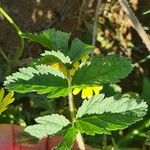 Erodium moschatum Leaf