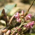 Polystachya concreta Flower