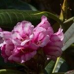 Rhododendron hodgsonii Квітка