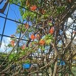 Tecoma capensis Flower