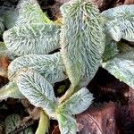 Stachys germanica Blad