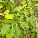 Solanum umbellatum List
