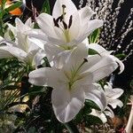 Lilium candidum 花