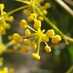 Opopanax chironium 花