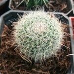 Echinocereus dasyacanthus Yaprak