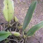 Bulbophyllum schinzianum Leaf