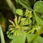 Trifolium michelianum Altres