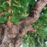 Morus alba Corteza