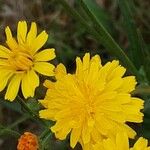 Crepis capillaris 花