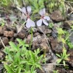 Pelargonium quinquelobatum Costuma