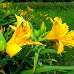 Hemerocallis middendorffii Λουλούδι