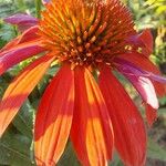 Echinacea angustifolia Цвят