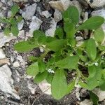 Myosotis speluncicola Leaf