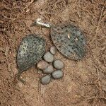 Tessmannia lescrauwaetii Frucht