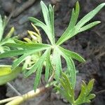 Delphinium tricorne পাতা