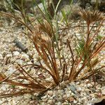 Juncus hybridus Habit