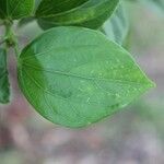 Hibiscus boryanus Ліст