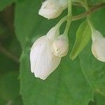 Philadelphus schrenkii Flower