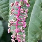 Phytolacca americana Blüte