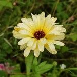 Calendula arvensis Fleur