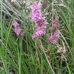 Lythrum salicariaFlower