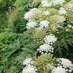 Heracleum mantegazzianum Foglia