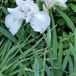 Iris albicans Цветок