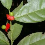 Heisteria costaricensis Ovoce