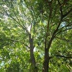 Fraxinus excelsior 整株植物