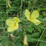 Oenothera glaziovianaപുഷ്പം