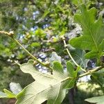 Quercus alba Vrucht