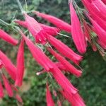 Odontonema schomburgkianum Flower