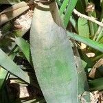 Aechmea distichantha Leaf