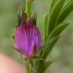 Onobrychis caput-galli Квітка