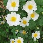Rosa xanthina Fleur