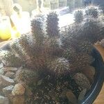 Mammillaria prolifera Листок