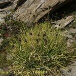 Carex parviflora Habit