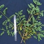 Diphysa americana ᱮᱴᱟᱜ