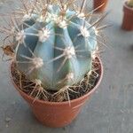 Melocactus azureus Φύλλο