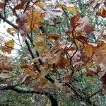 Quercus stellata Leaf