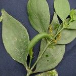 Phoradendron piperoides Altul/Alta
