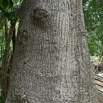 Sterculia apetala Kôra