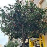 Ilex cornuta 叶