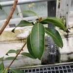 Osmanthus fragrans Leaf