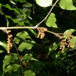 Machaerium seemannii Leaf